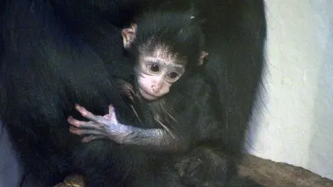Narodziny w krakowskim zoo.
Wybierz imię dla małej mangaby