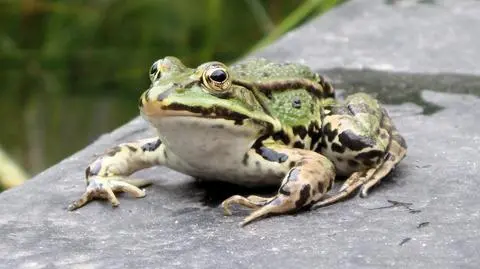 "Dywan z żab" zatrzymał kierowców