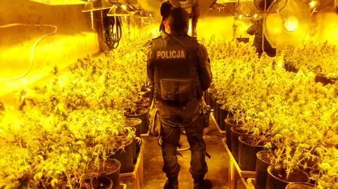 Plantacja marihuany w nieczynnej gorzelni. Zatrzymany 54-latek