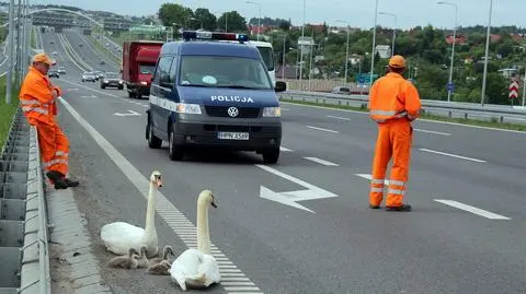 Łabędzie zablokowały obwodnicę