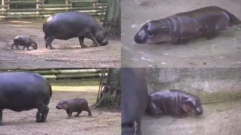 Pierwszy spacer minihipopotama. 
Całe zoo dumne