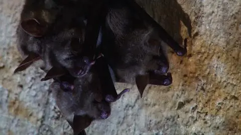 Nietoperze zimę spędzają zwisając głową w dół