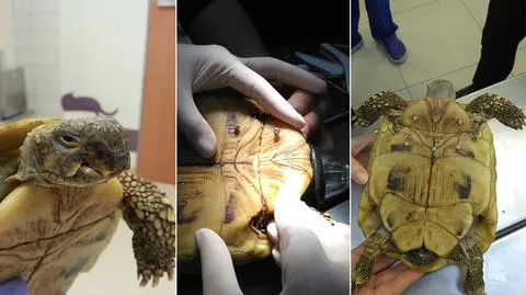 Żółw z pękniętym plastronem trafił na stół operacyjny