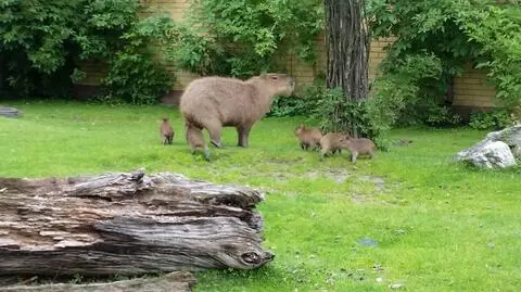Kapibary dzielą wybieg z lamami i tapirami