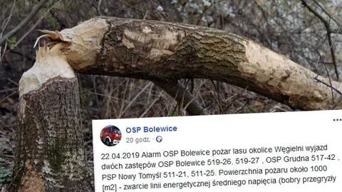 Węgielnia: Przez bobry płonął las