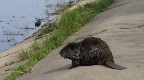 Bóbr w środku miasta. Siedział na brzegu Warty