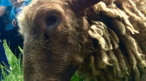 Smolniki: dzieci uratowały wycieńczoną owcę