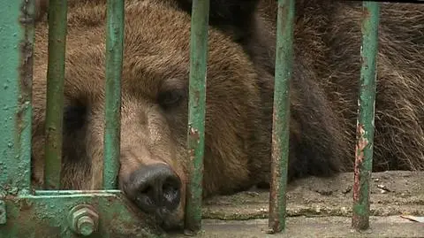 Zwierzęta w cyrku poddawane są tresurze