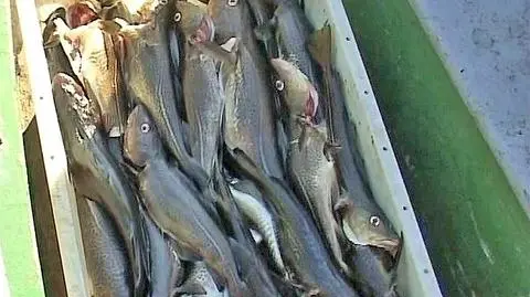 Generał służbowym samolotem woził... ryby