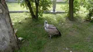 Woliera z sępami zamknięta do odwołania