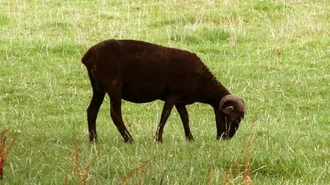 Prawda o czarnej owcy