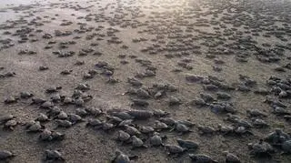 Tysiące małych żółwi weszło, i to dosłownie, w dorosłe - morskie - życie. Na plaży w Meksyku całe ludzkie rodziny zebrały się, aby podziwiać zza czerwonej taśmy ten niezwykły spektakl. (APTN)