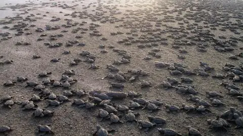 Tysiące małych żółwi weszło, i to dosłownie, w dorosłe - morskie - życie. Na plaży w Meksyku całe ludzkie rodziny zebrały się, aby podziwiać zza czerwonej taśmy ten niezwykły spektakl. (APTN)