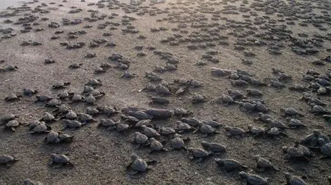 Żółwi marsz do morza