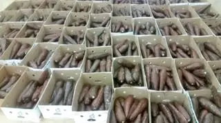 Narkotyki były ukryte w sztucznych bulwach