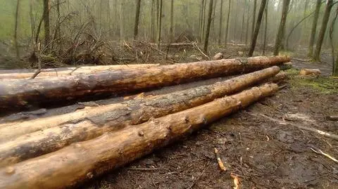 Warsaw: we will keep logging in the forest