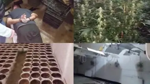 Kamery na ścianach, psy przed drzwiami. Plantacja jak twierdza