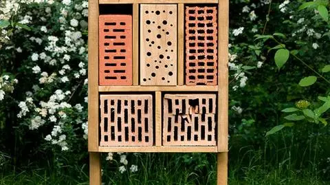 Hotel dla owadów w krakowskim zoo