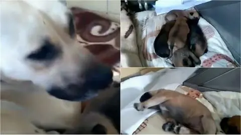 Przywiązana do drzewa w lesie. Obok karton z jej szczeniętami