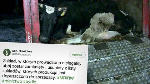 Zakład, w którym prowadzono nielegalny ubój bydła zamknięty