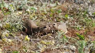 Miłośnicy przyrody policzą susły na Dolnym Śląsku i w Opolskiem