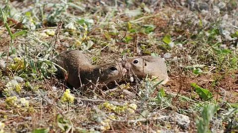 Policzą susły z Dolnego Śląska