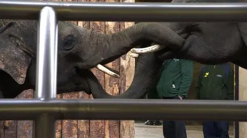 Chorzów. Rozładowali słonie w zoo