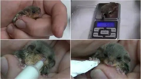 Malutki torbacz urodził się w poznańskim zoo. Waży niespełna 6 g