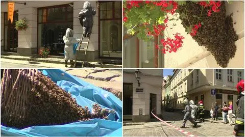 Rój os przy Starym Rynku. 
Strażacy zamknęli ulicę