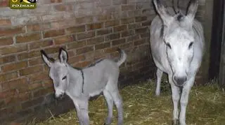 Mały osiołek biega już po wybiegu. Pracownicy zoo czekają na propozycje imion dla niego