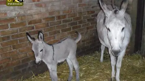 Osiołki z afery w poznańskim zoo mają synka