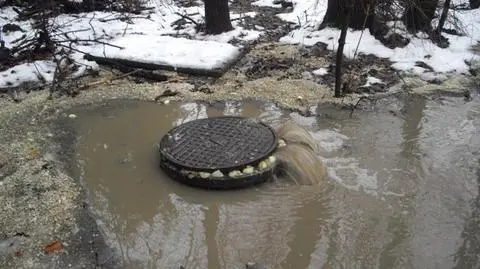 Jezioro zanieczyszczone... cebulą i groszkiem 