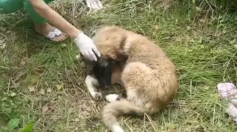 Cztery szczeniaki porzucone w lesie. "Ktoś mógł je wcześniej otruć"