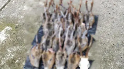 Sękowa. Policja: kłusownik wpadł przez narkotyki