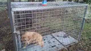 Pies był uwięziony w klatce przez kilka dni