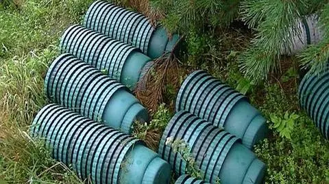 1400 krzewów konopi w lesie. CBŚ likwiduje wielką plantację