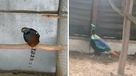 Wykryto nielegalny handel rzadkimi ptakami