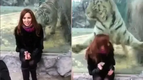 Tygrys w zoo atakuje kobietę