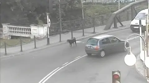 W Kaliszu pies odłączył się od pielgrzymów i biegał po mieście