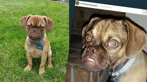 Zrzędliwy pies podbija sieć