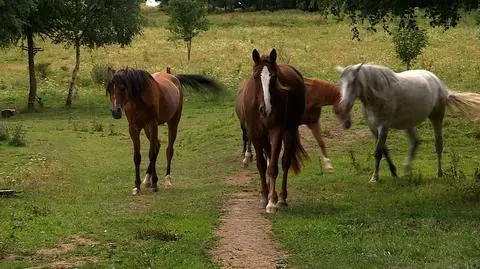 Program Polska i Świat. Ratuje konie od rzeźni