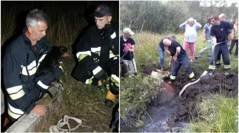 Spryt i doświadczenie. Tak strażacy ratują zwierzęta 
