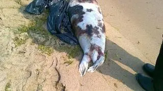 Martwa foka znaleziona w Gdyni