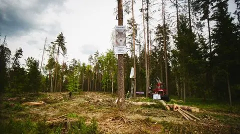 TSUE podjął w piątek 28 lipca decyzję o natychmiastowym nakazie wstrzymania wycinki (materiał z 31.07.2017)