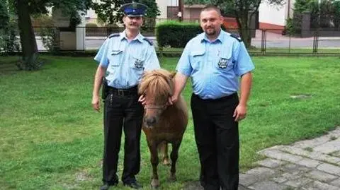 Kucyk zgłosił się na komendę