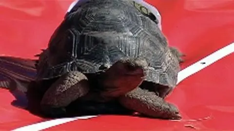 Żółw "Turbo" nie dał innym szans