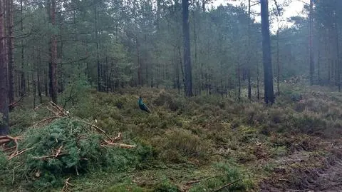 Wejherowo: Indyjski paw spacerował w lesie