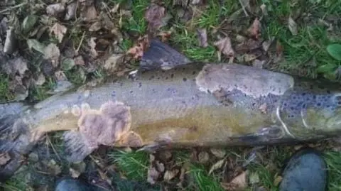 Ryby atakuje groźna choroba. "Lepiej ich nie jeść"