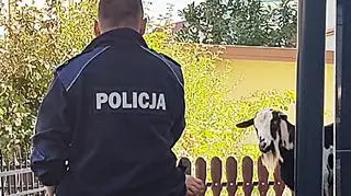 Policjanci zdyscyplinowali kozę-uciekinierkę