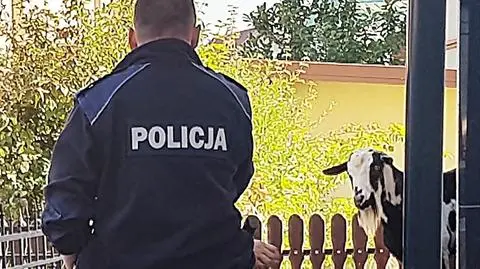 Koza uciekinierka na ulicy w Mielcu